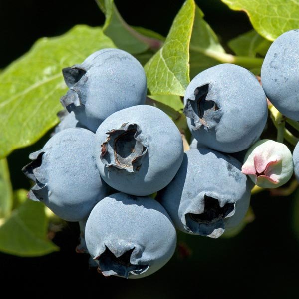 Blueberry