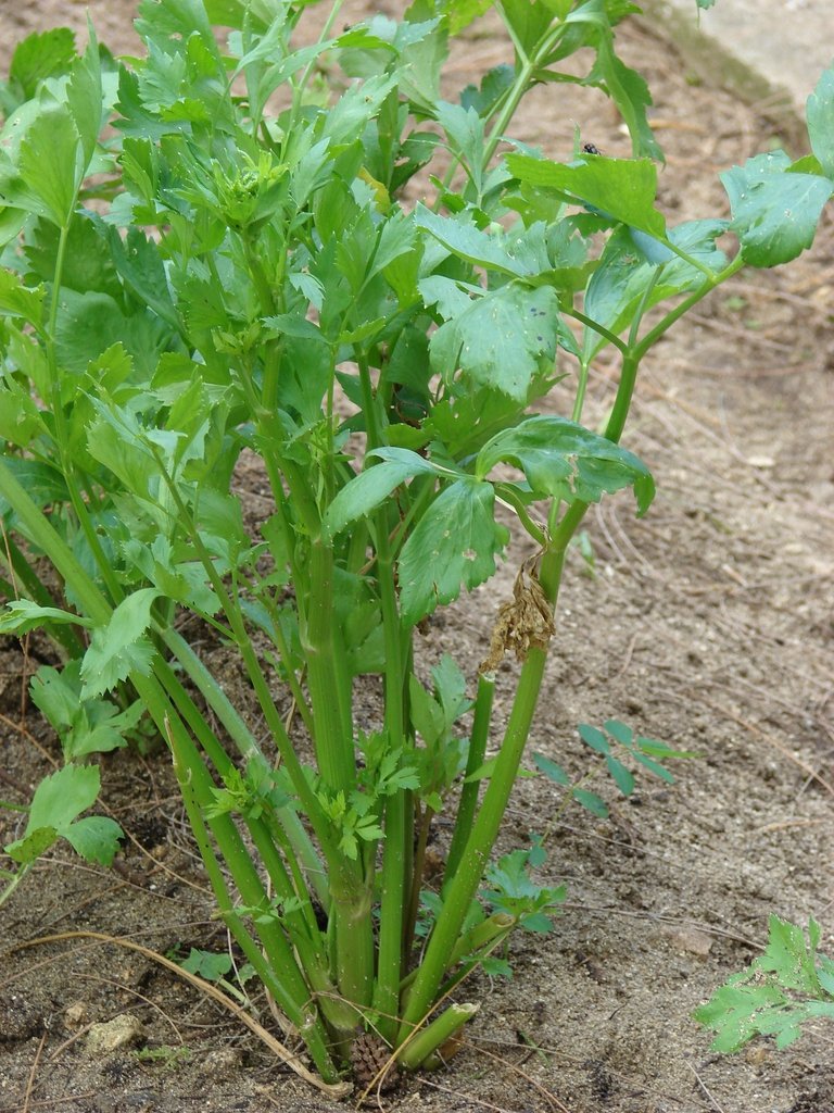 Celery