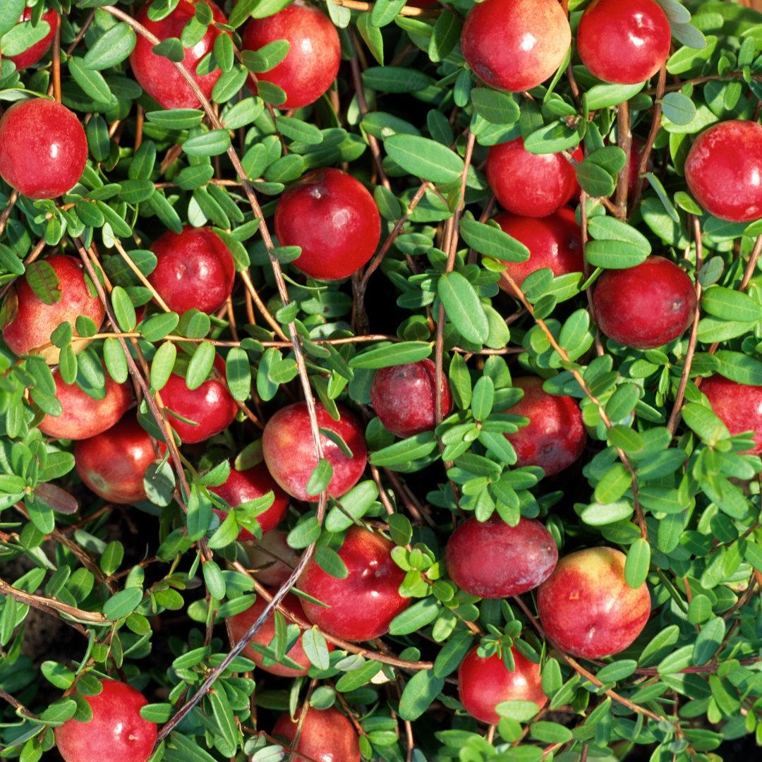 Cranberry