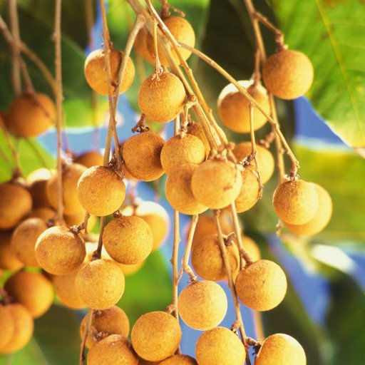 Longan