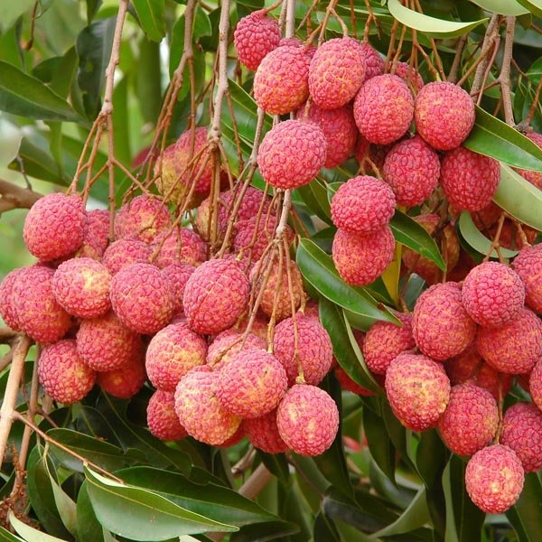 Lychee