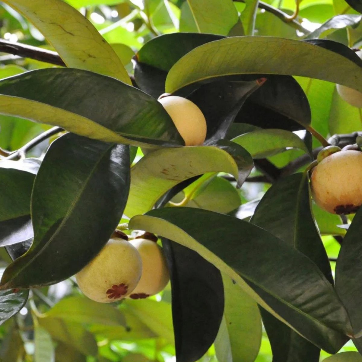 Mangosteen