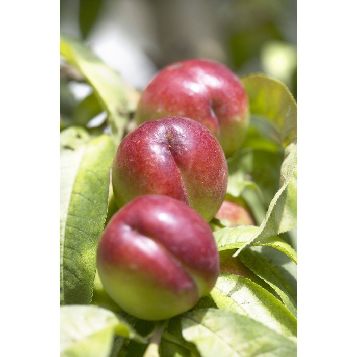Nectarine