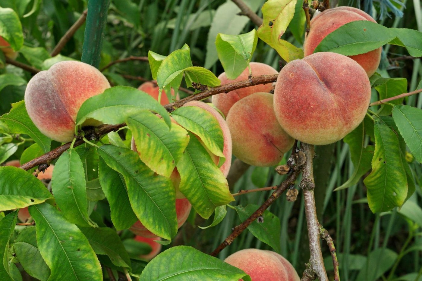 Peach