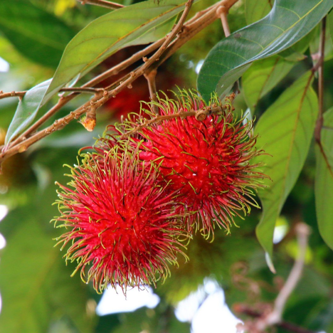 Rambutan