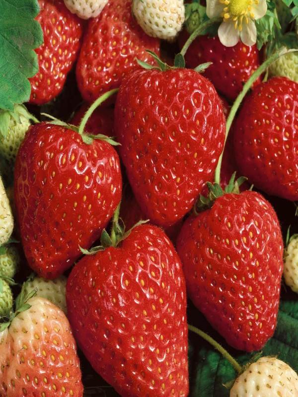 Strawberry
