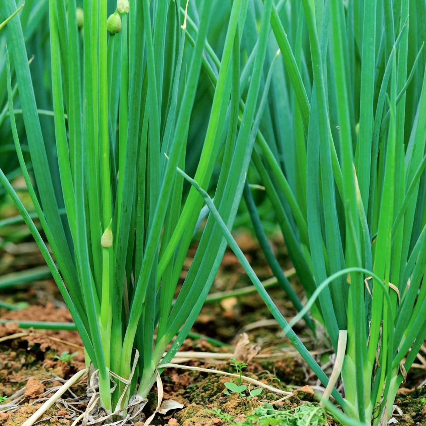 Shallot