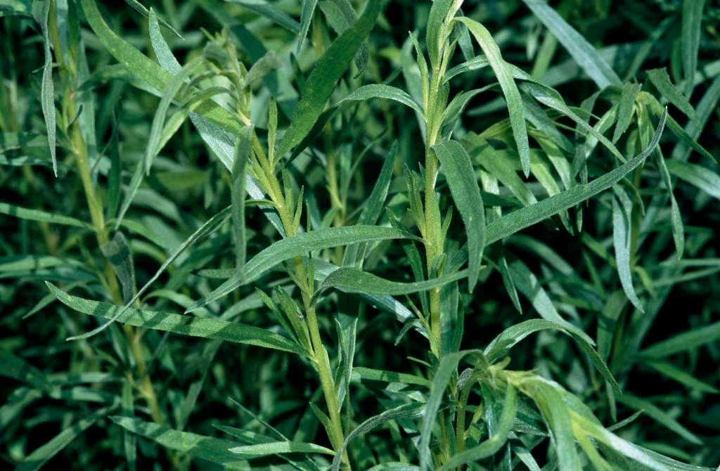 Tarragon