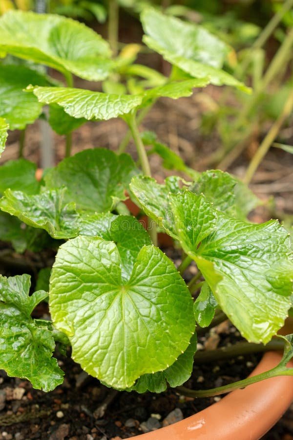 Wasabi