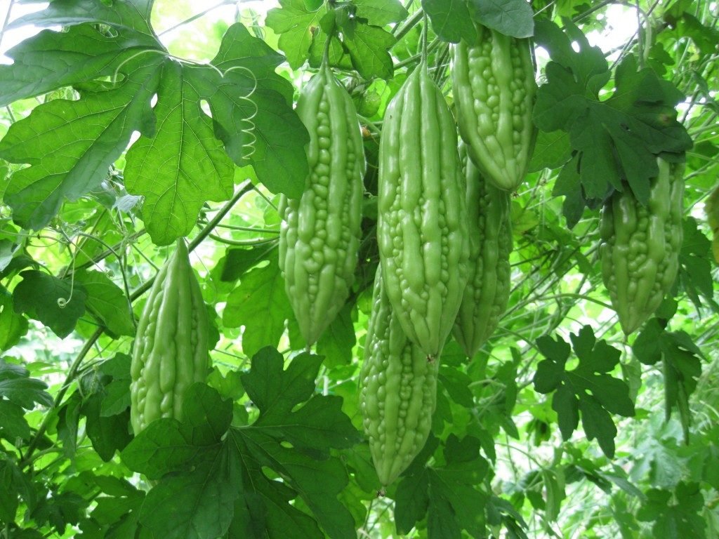 Bitter gourd (bitter melon)
