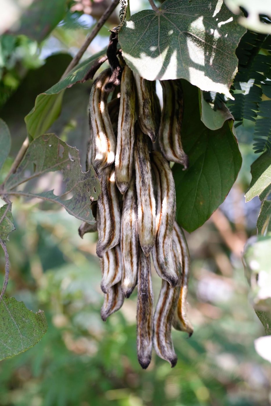 Velvet Bean