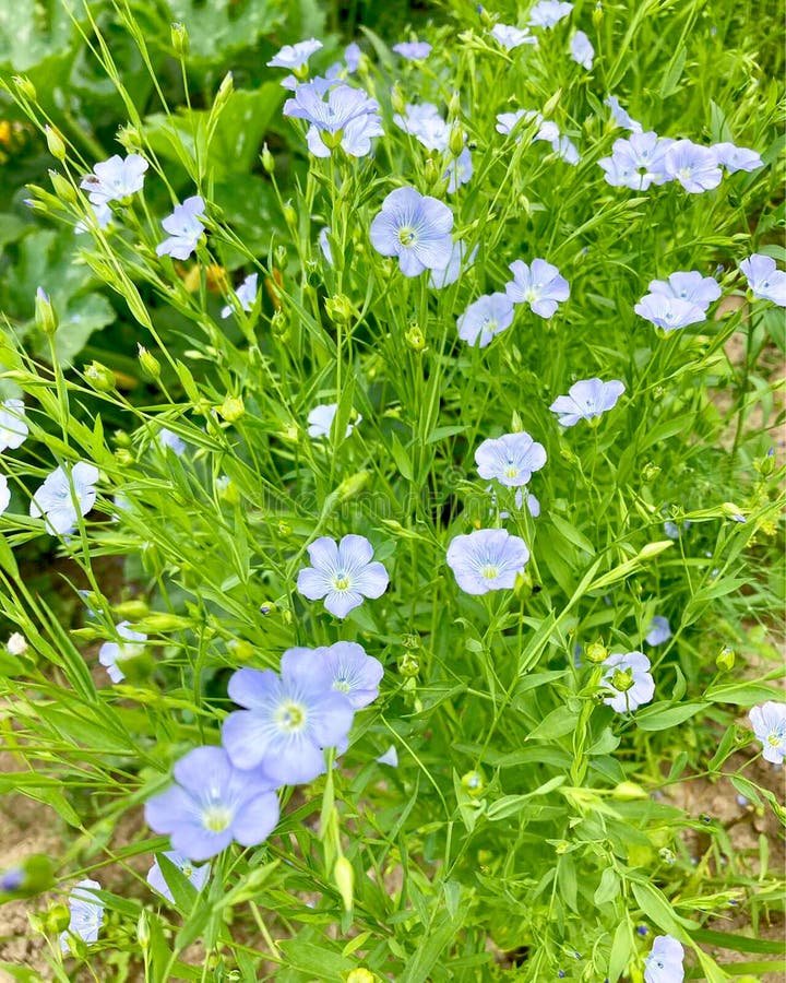 Linseed Flax