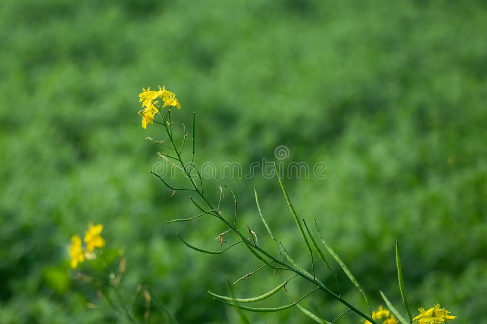 Mustard Seed