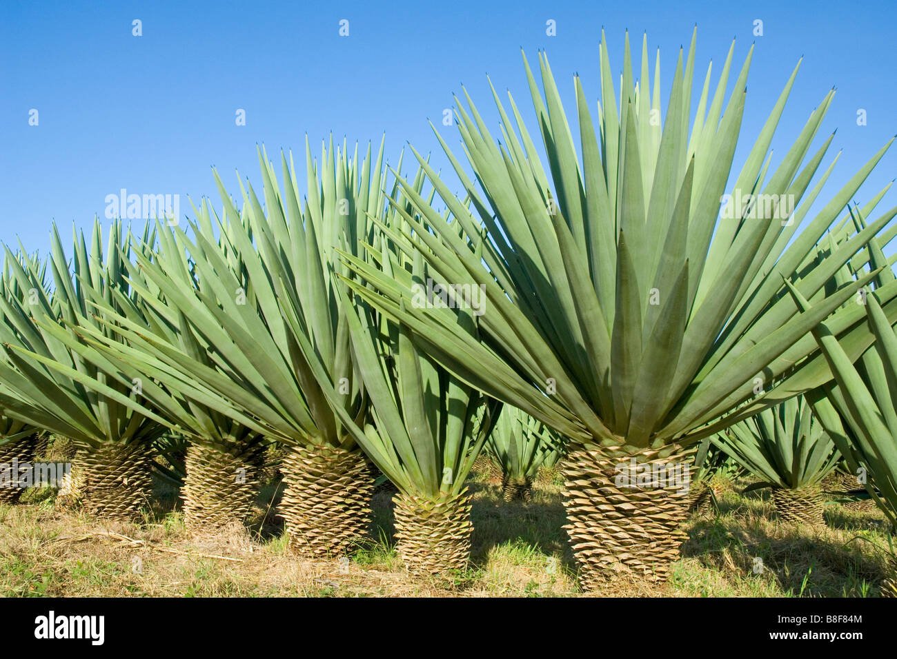 Sisal