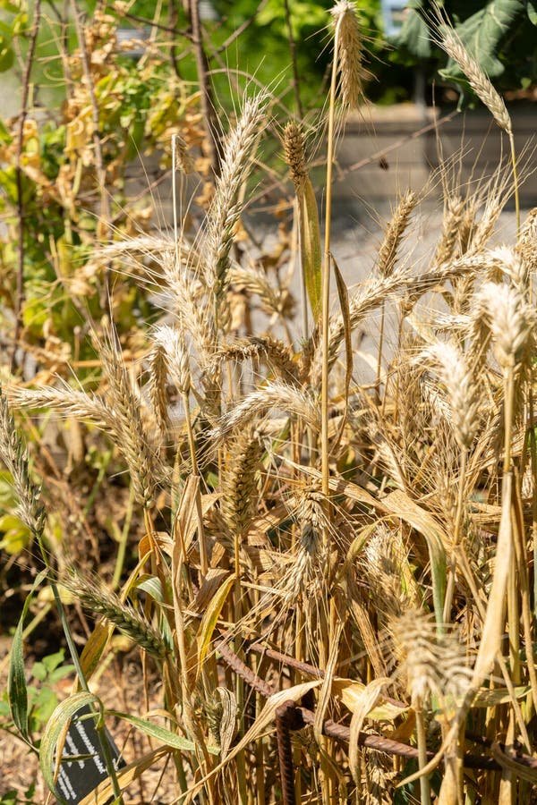 Triticale