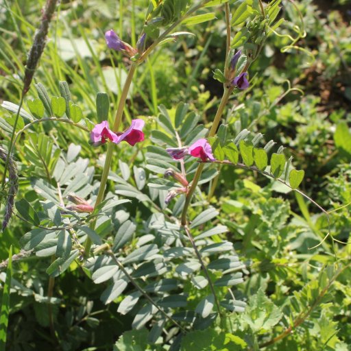 Vetch