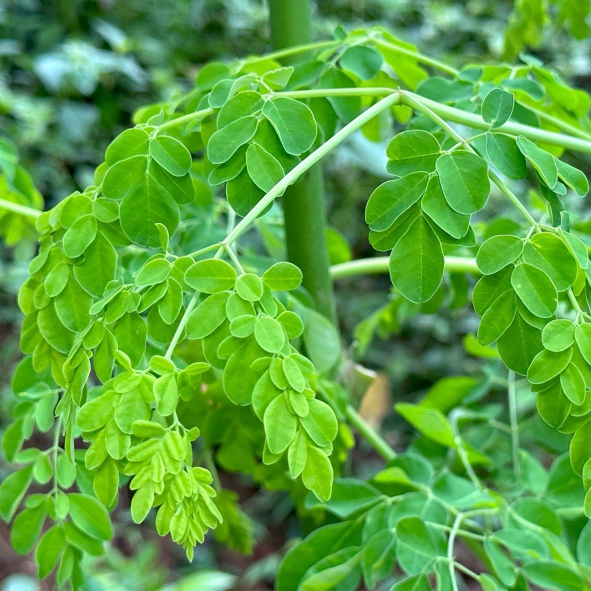 Moringa