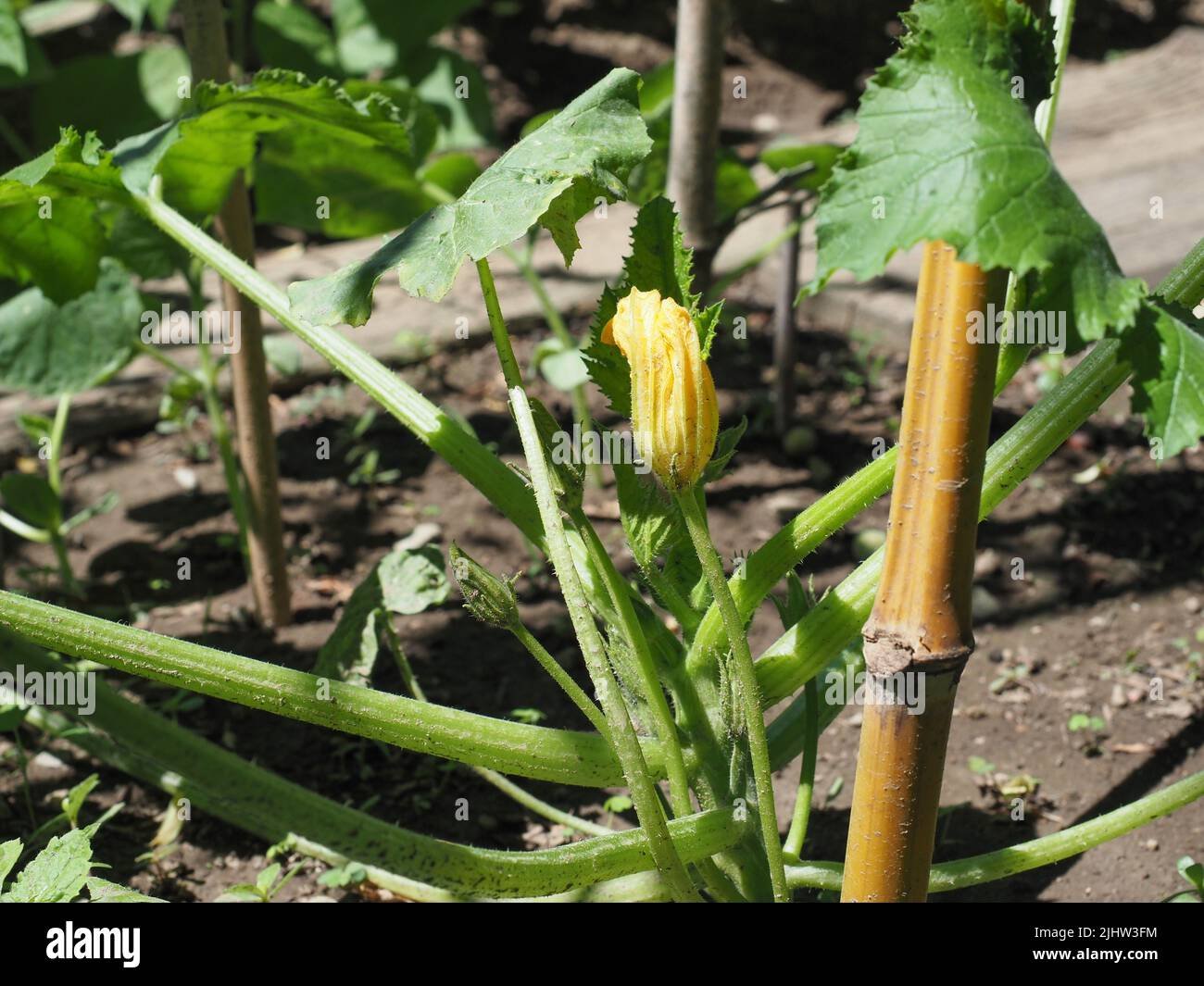 Zucchini
