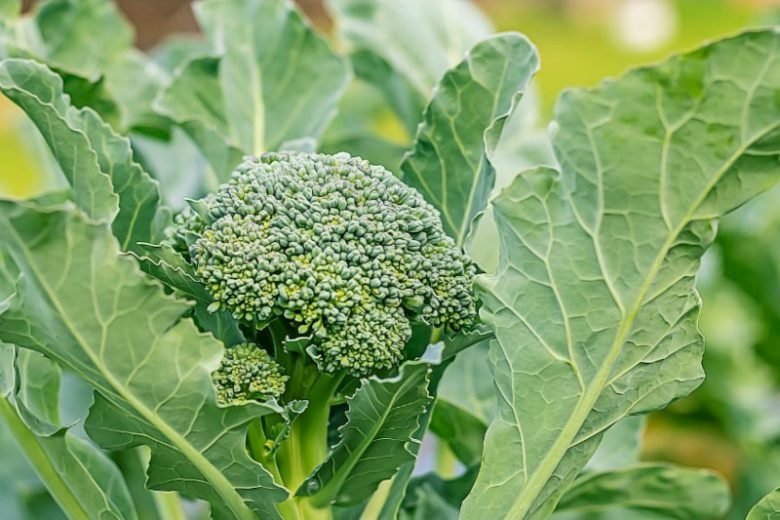 Broccoli