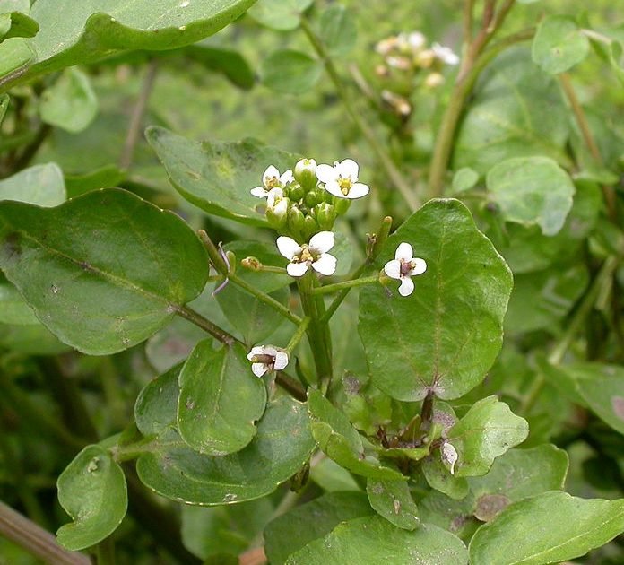 Watercress