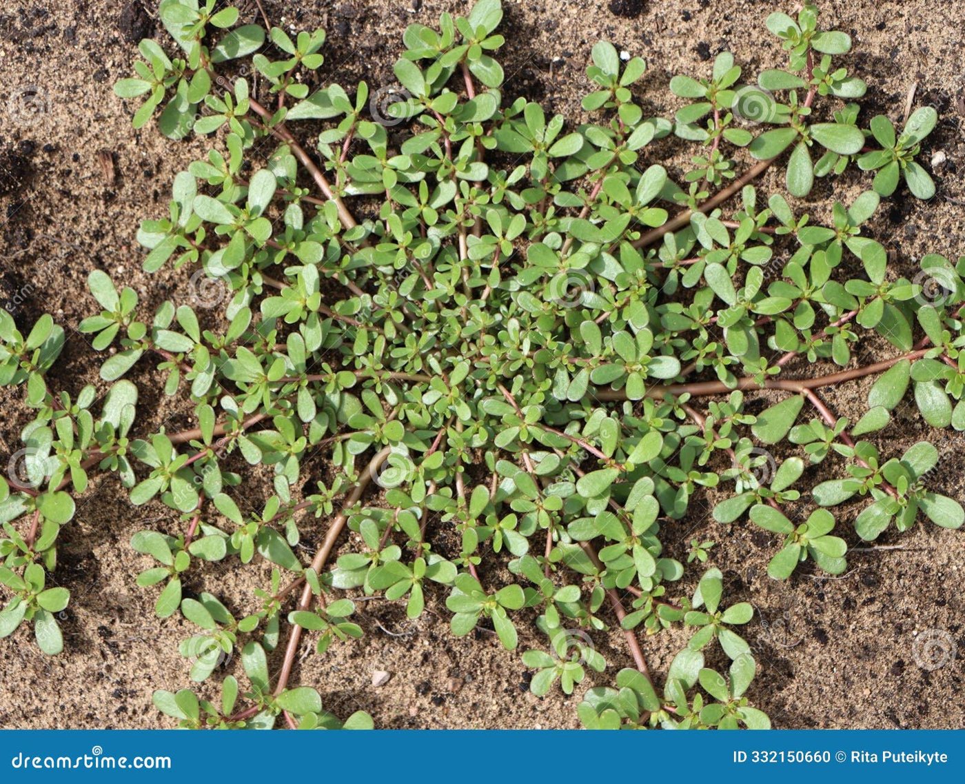 Purslane