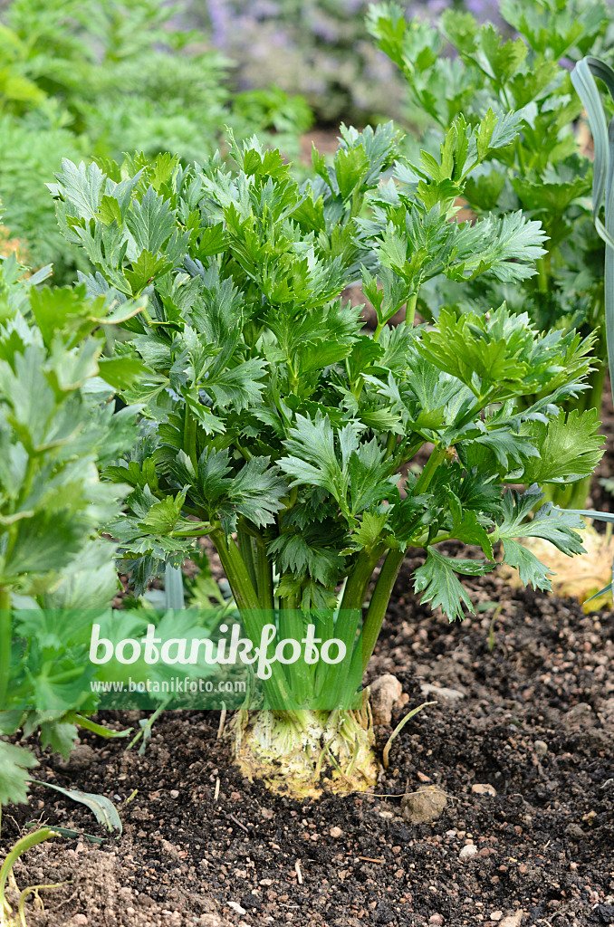 Celeriac