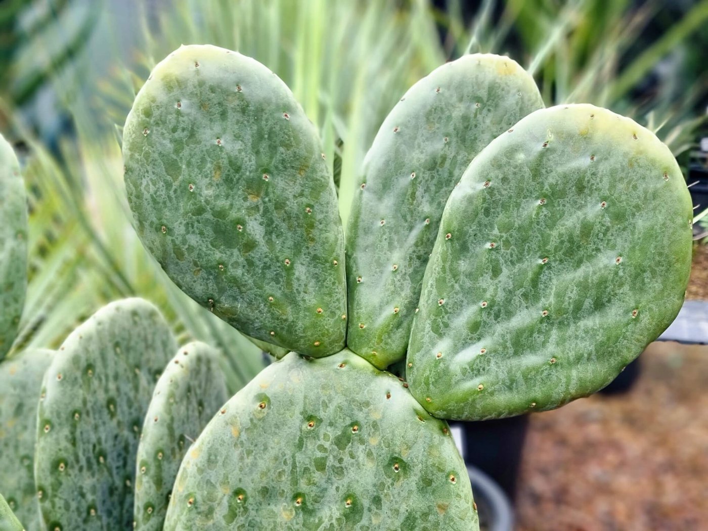 Spineless Cactus