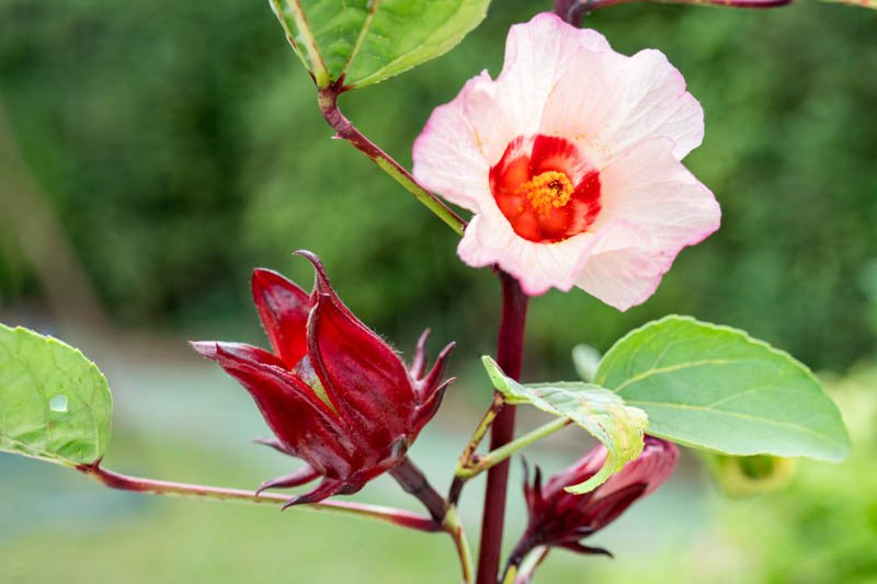 Roselle