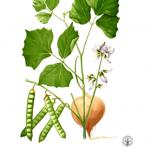 Yam Bean