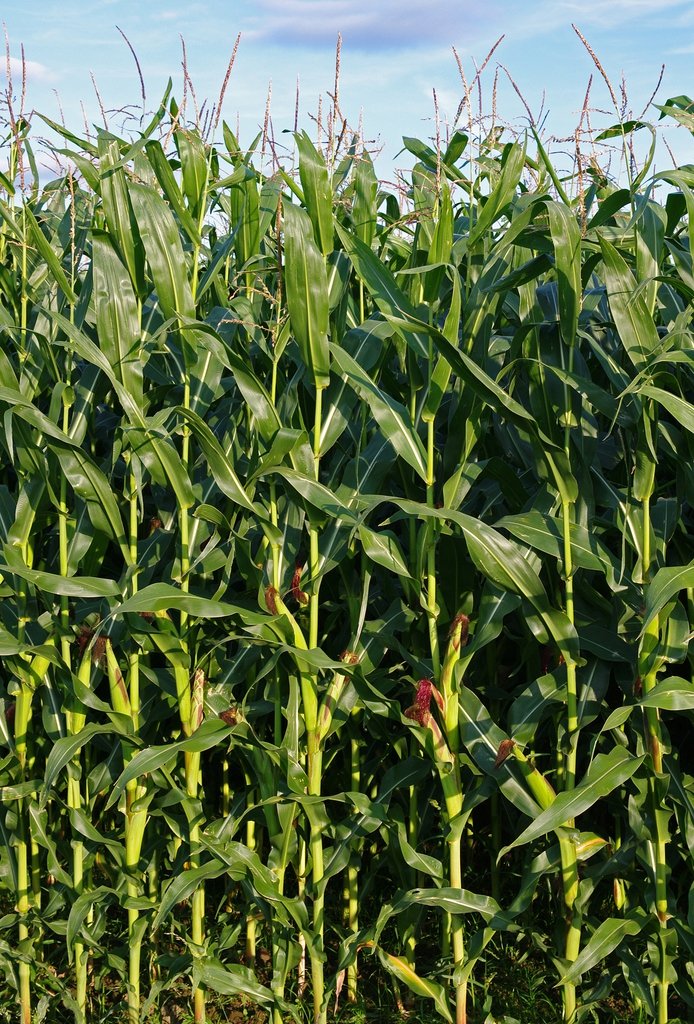 Maize