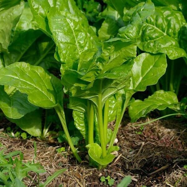Spinach