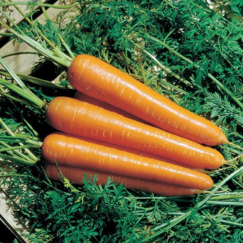 Carrot