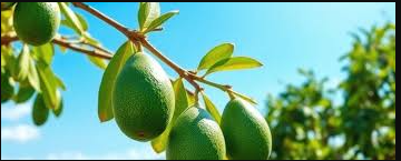 Avocado (parachichi)