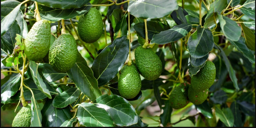 Avocado (parachichi)