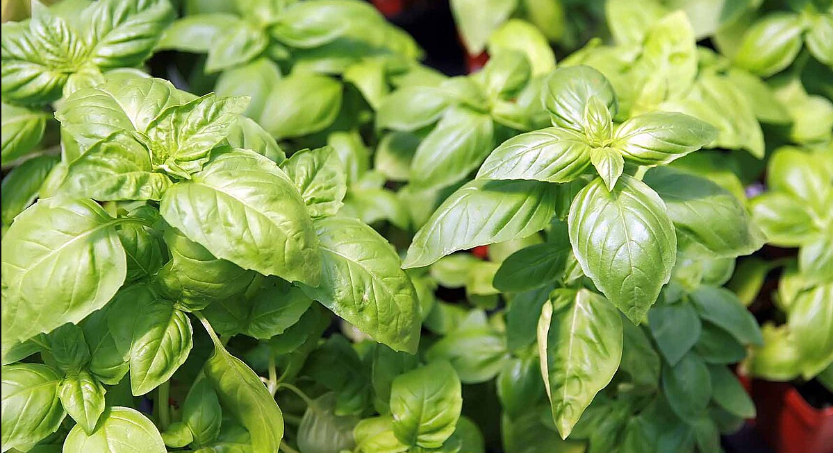 Basil (sweet basil)