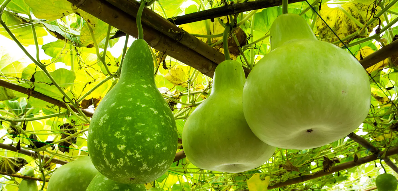 Bottle gourd