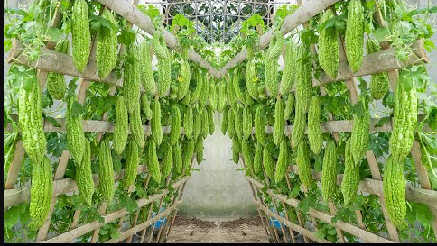 Bitter gourd (bitter melon)