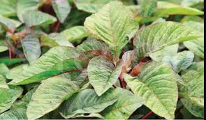 Amaranth leaves (mchicha/terere)