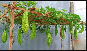 Bitter gourd (bitter melon)