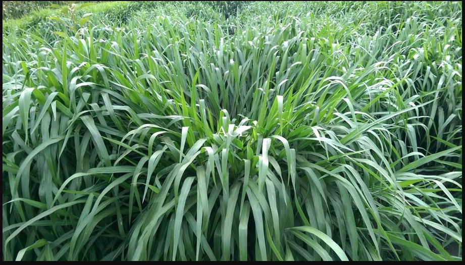 Brachiaria grass