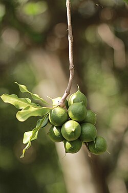 Macadamia nut