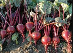 Beetroot