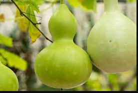 Bottle gourd