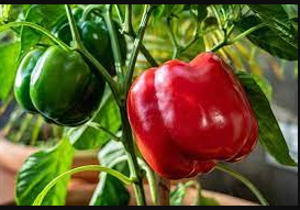 Capsicum / Bell pepper (hoho)